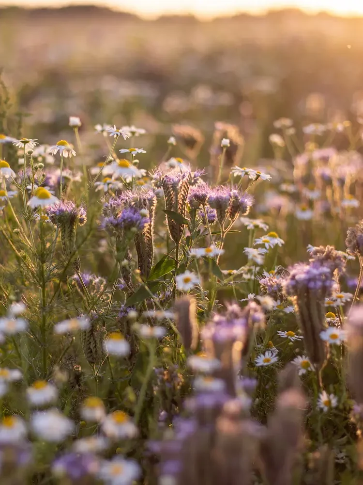 Campo de flores ao entardecer simbolizando equilíbrio emocional e paz interior
